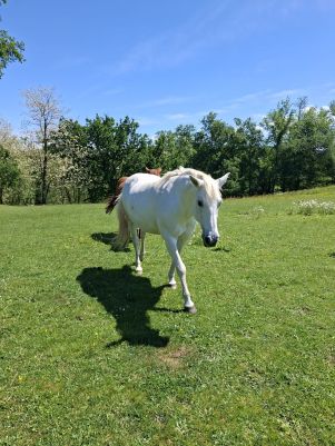 propriété en vente sur Roquecourbe (81210)