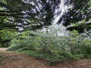 terrain en vente sur Dénat (81120)