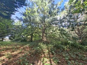 terrain en vente sur Dénat (81120)